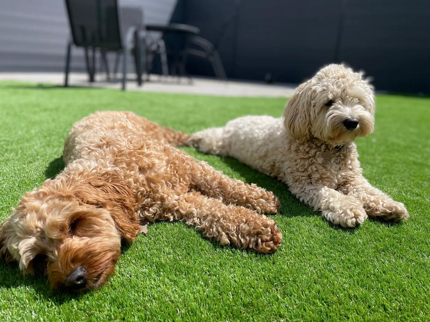 Two dogs resting on a customer's completed artificial lawn